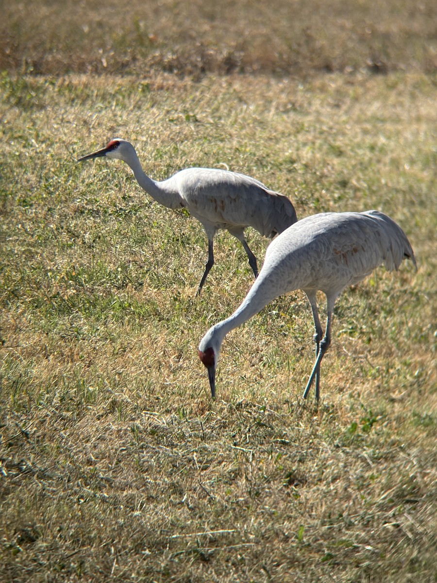 Sandhill Crane - ML644496732