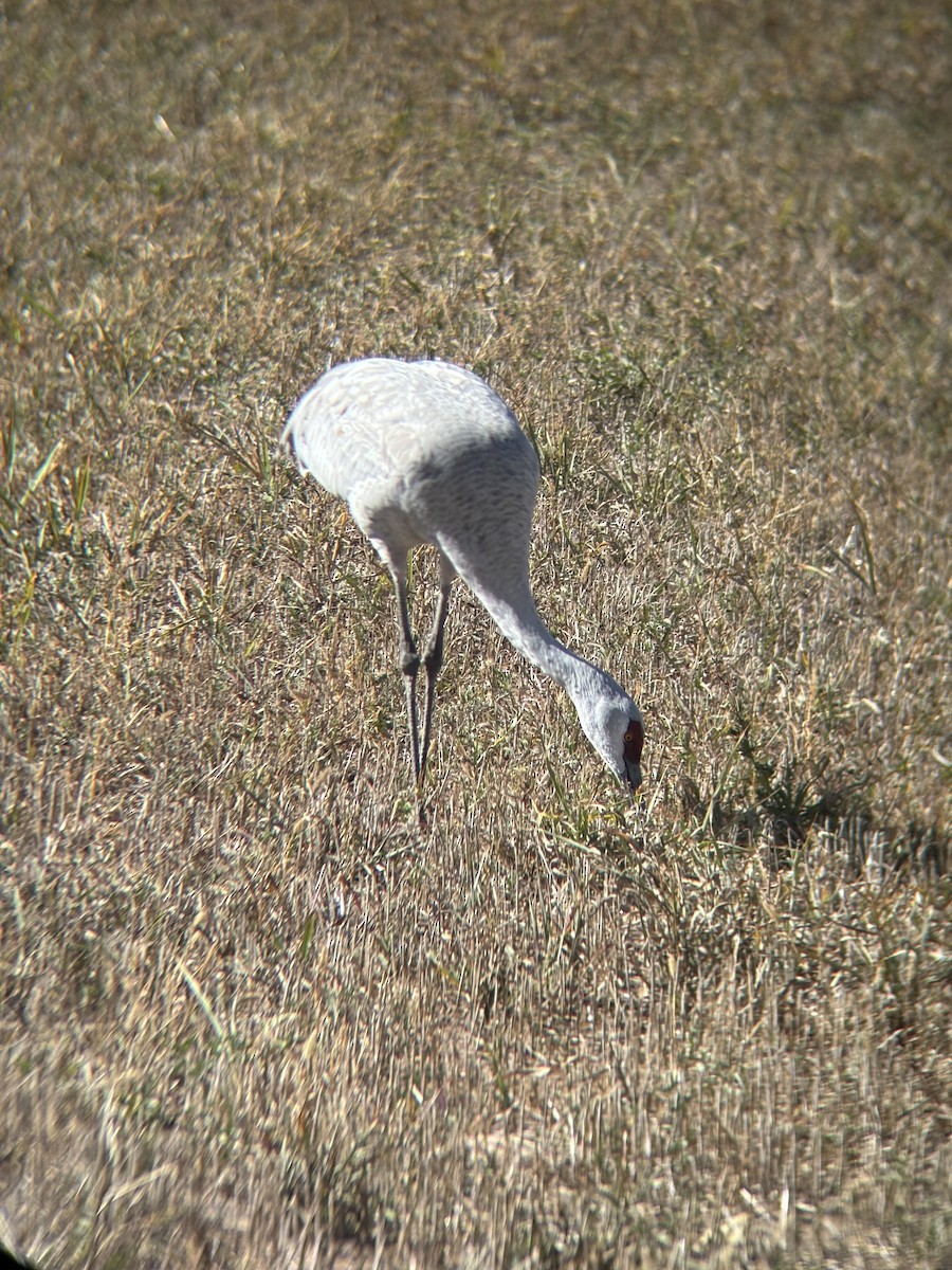 Sandhill Crane - ML644496733
