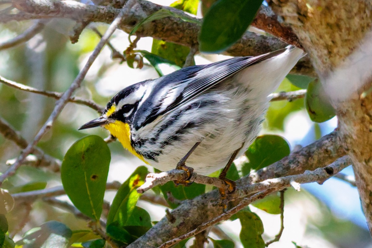 Paruline à gorge jaune - ML644496741