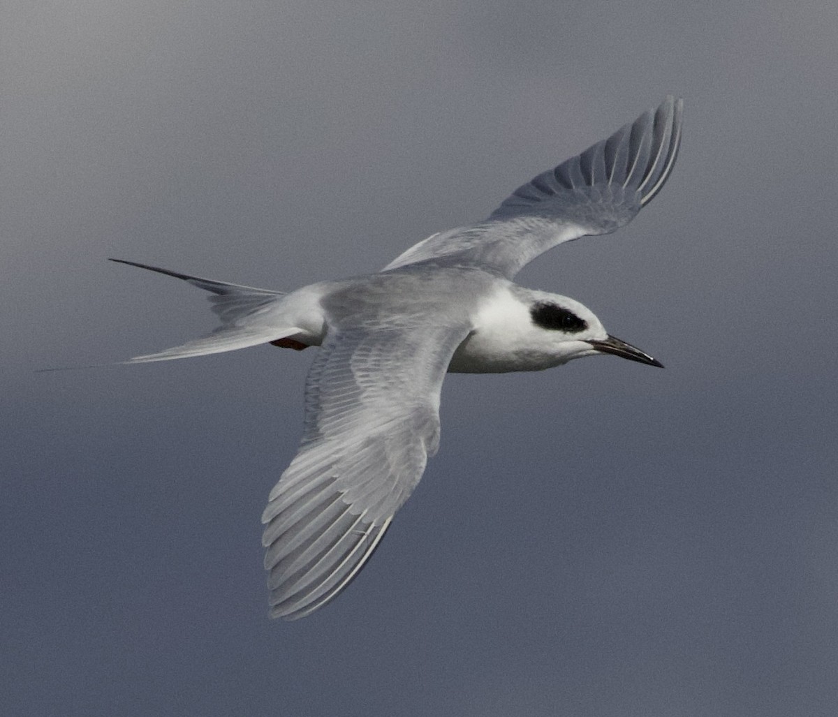 Forster's Tern - ML644496748