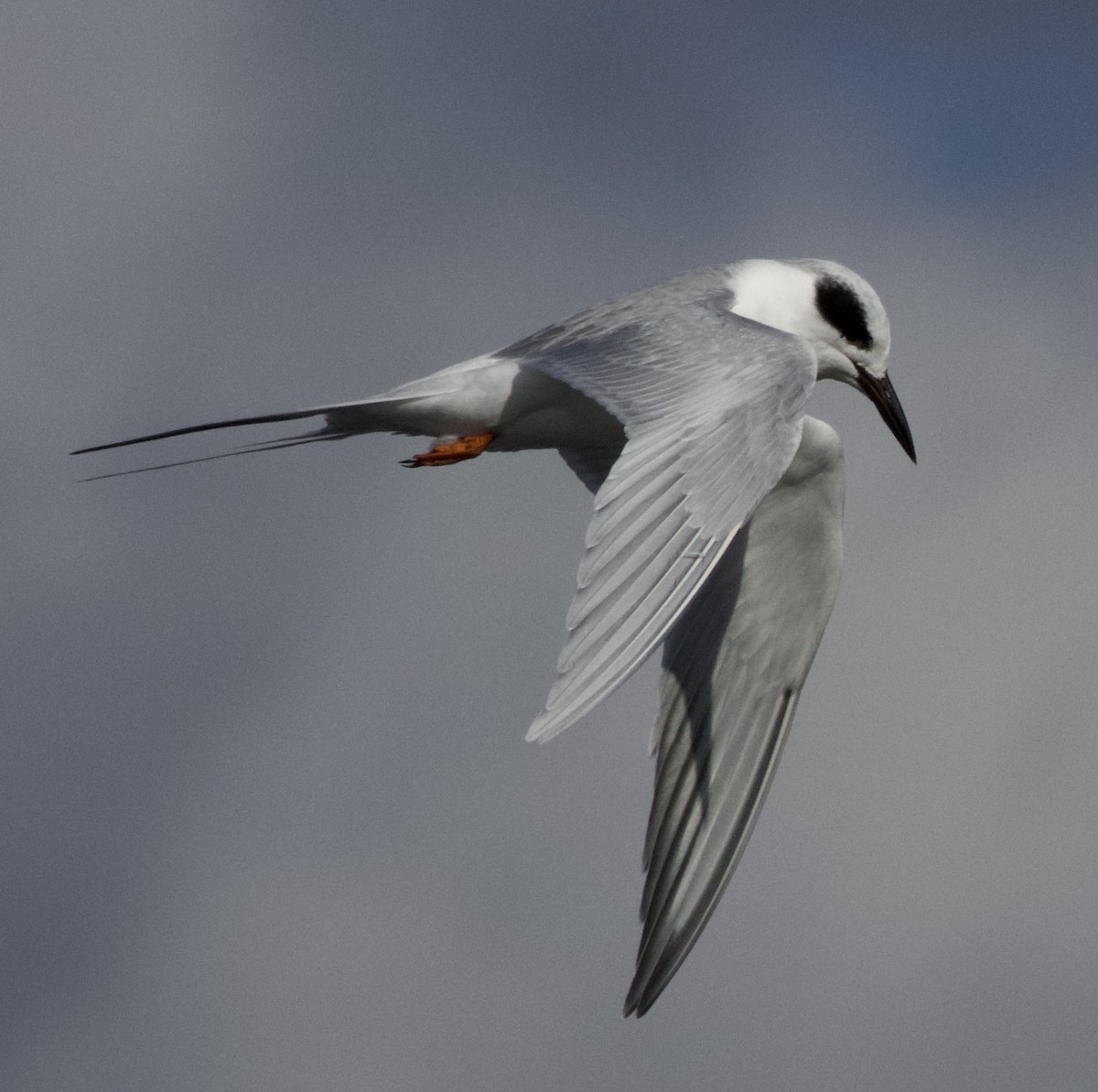 Forster's Tern - ML644496749