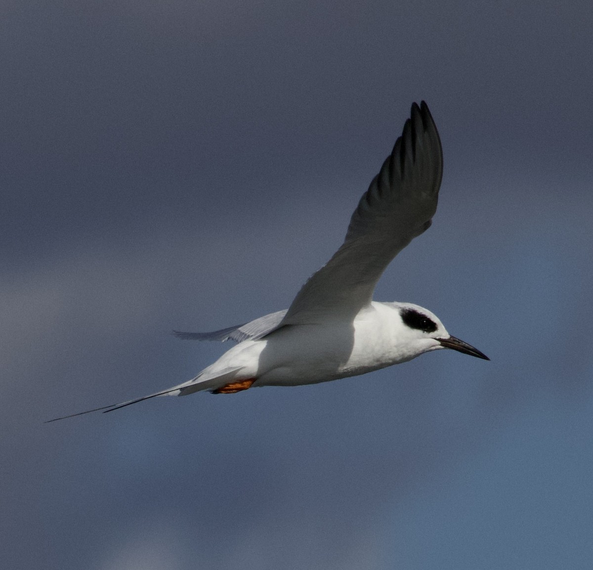 Forster's Tern - ML644496751