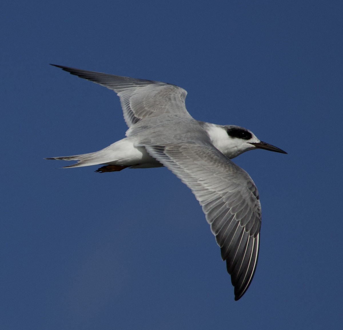 Forster's Tern - ML644496752