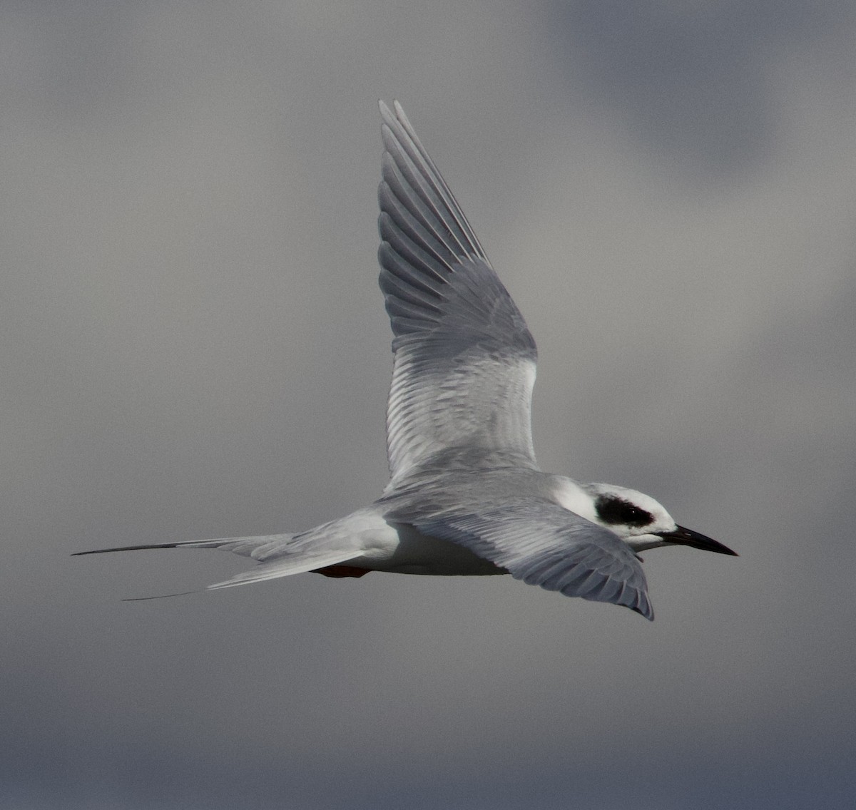 Forster's Tern - ML644496753