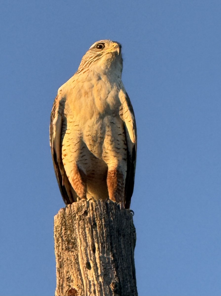 Ferruginous Hawk - ML644496766