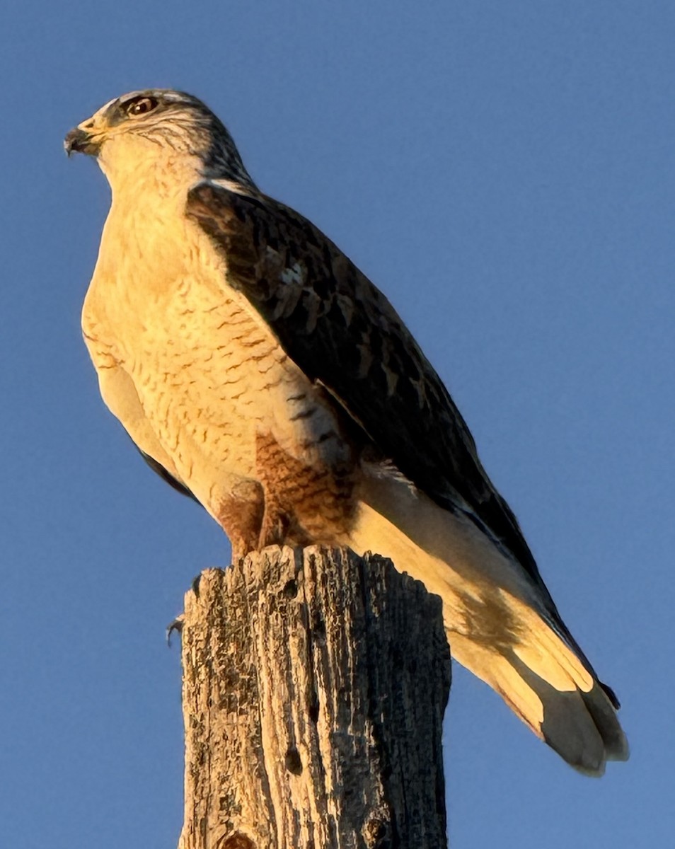 Ferruginous Hawk - ML644496767