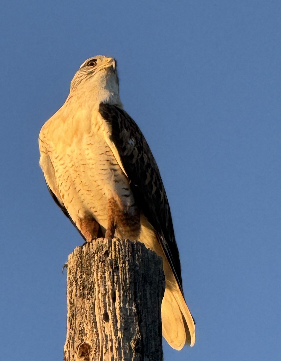 Ferruginous Hawk - ML644496768