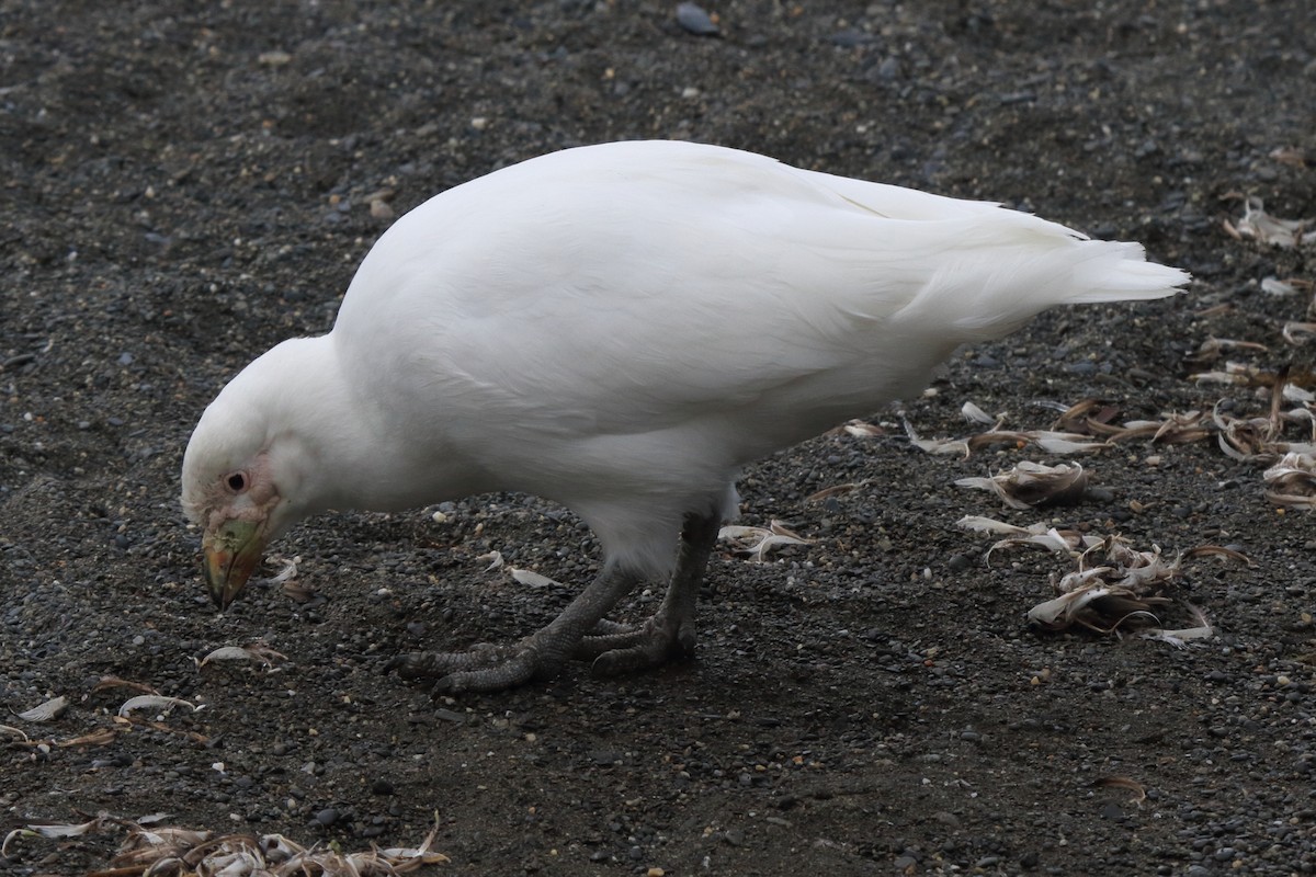 Snowy Sheathbill - ML644496773