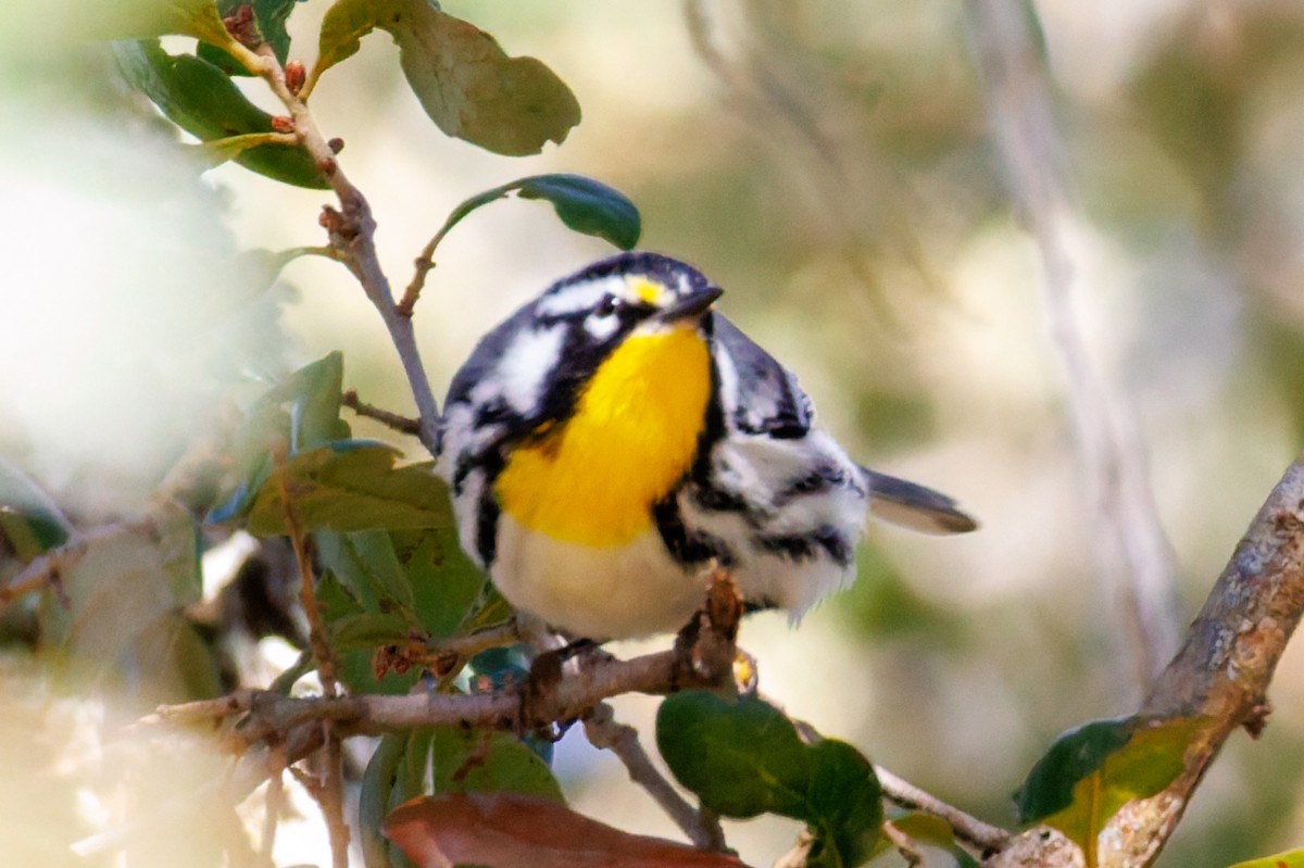 Paruline à gorge jaune - ML644496775