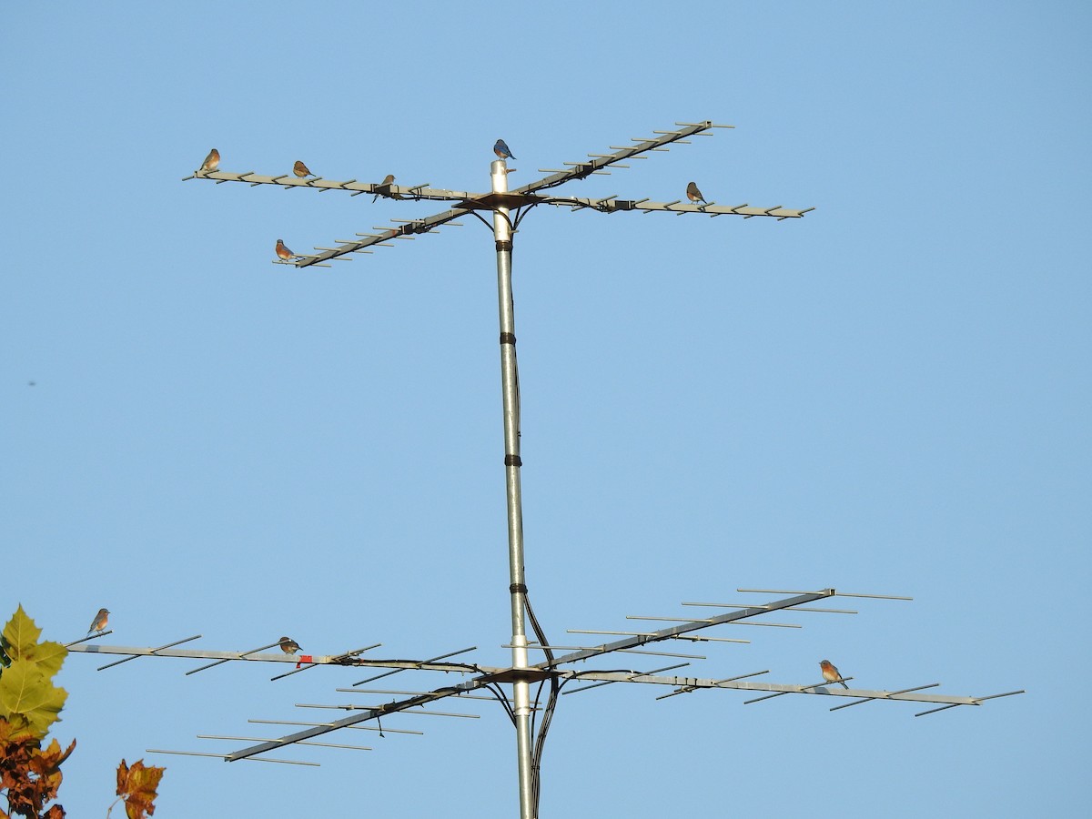 ルリツグミ（sialis／bermudensis） - ML644496776