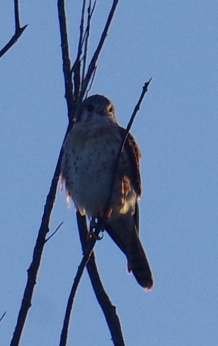 Воробьиная пустельга - ML644496779