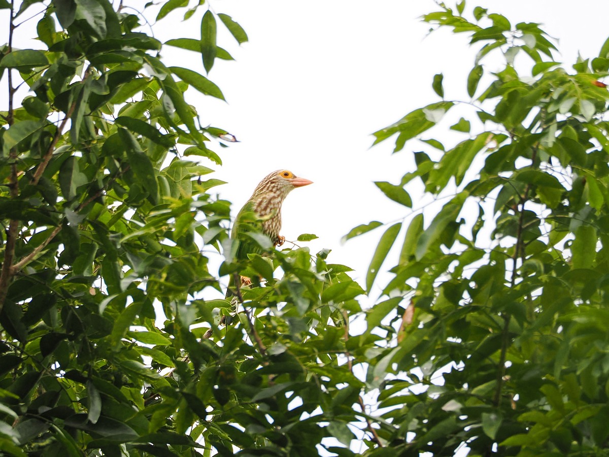 Lineated Barbet - ML644496785