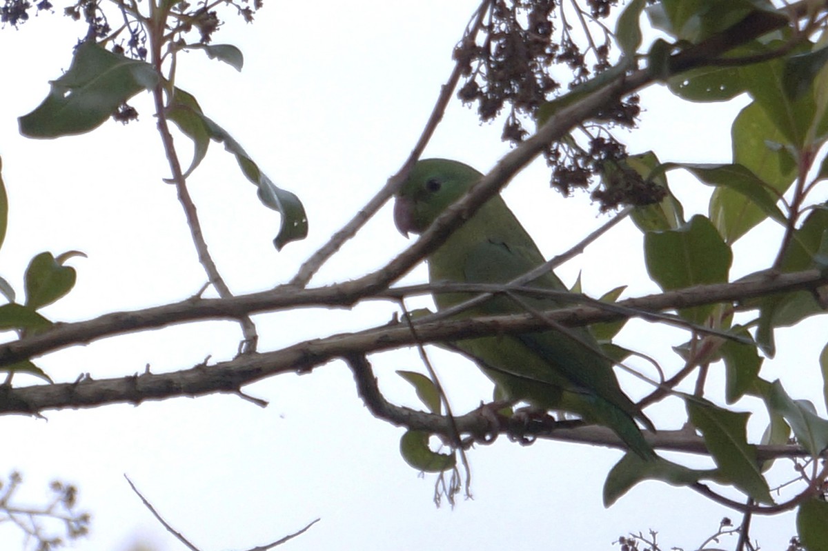 Spectacled Parrotlet - ML644496786