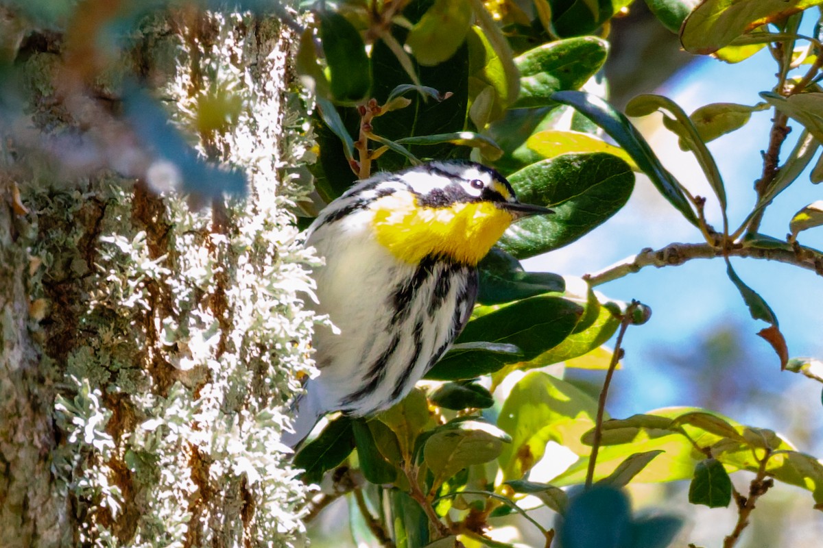 Paruline à gorge jaune - ML644496788