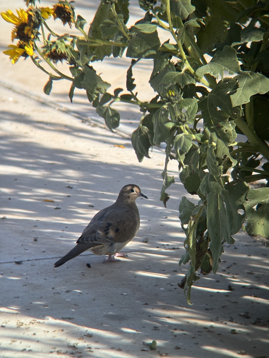 Zenaida arrunta - ML644496791