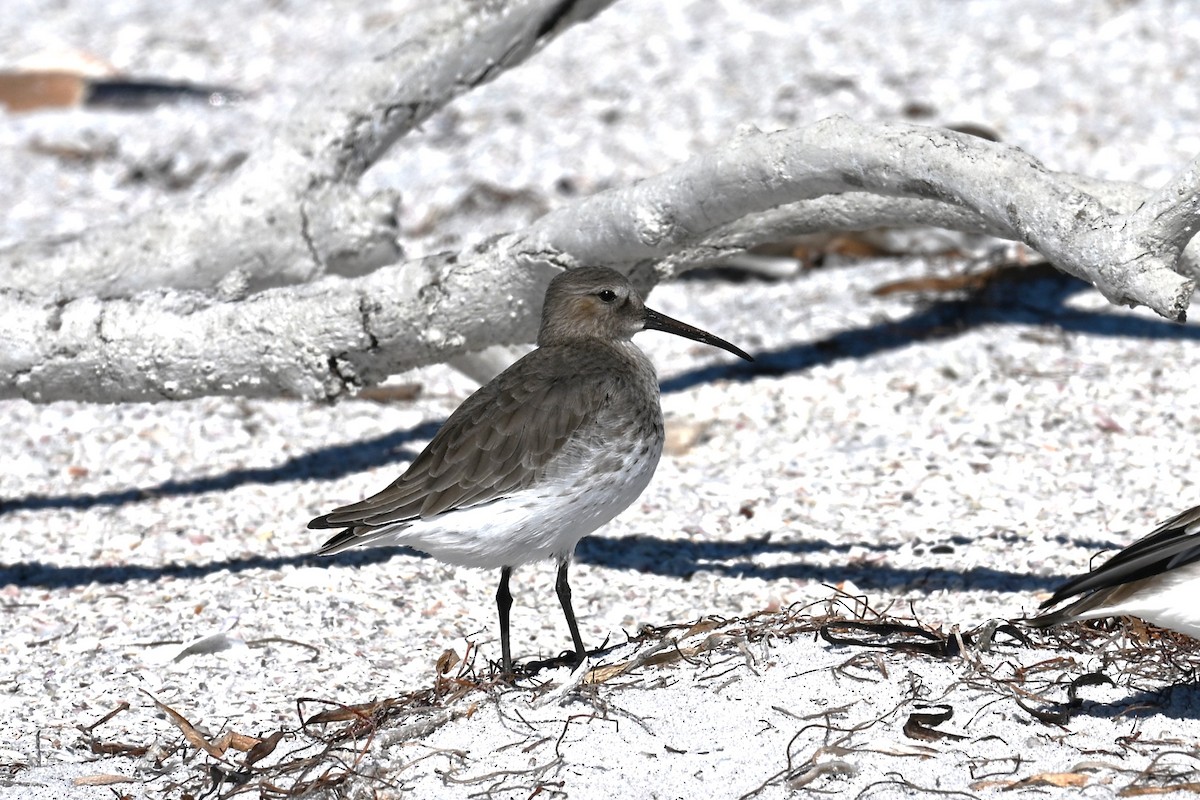 黑腹濱鷸 - ML644496792