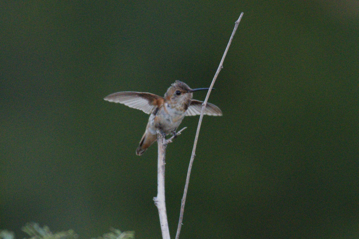Allen's Hummingbird - ML644496793