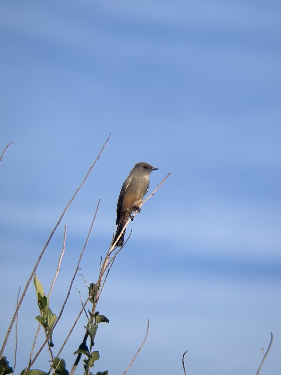 Say's Phoebe - ML644496794