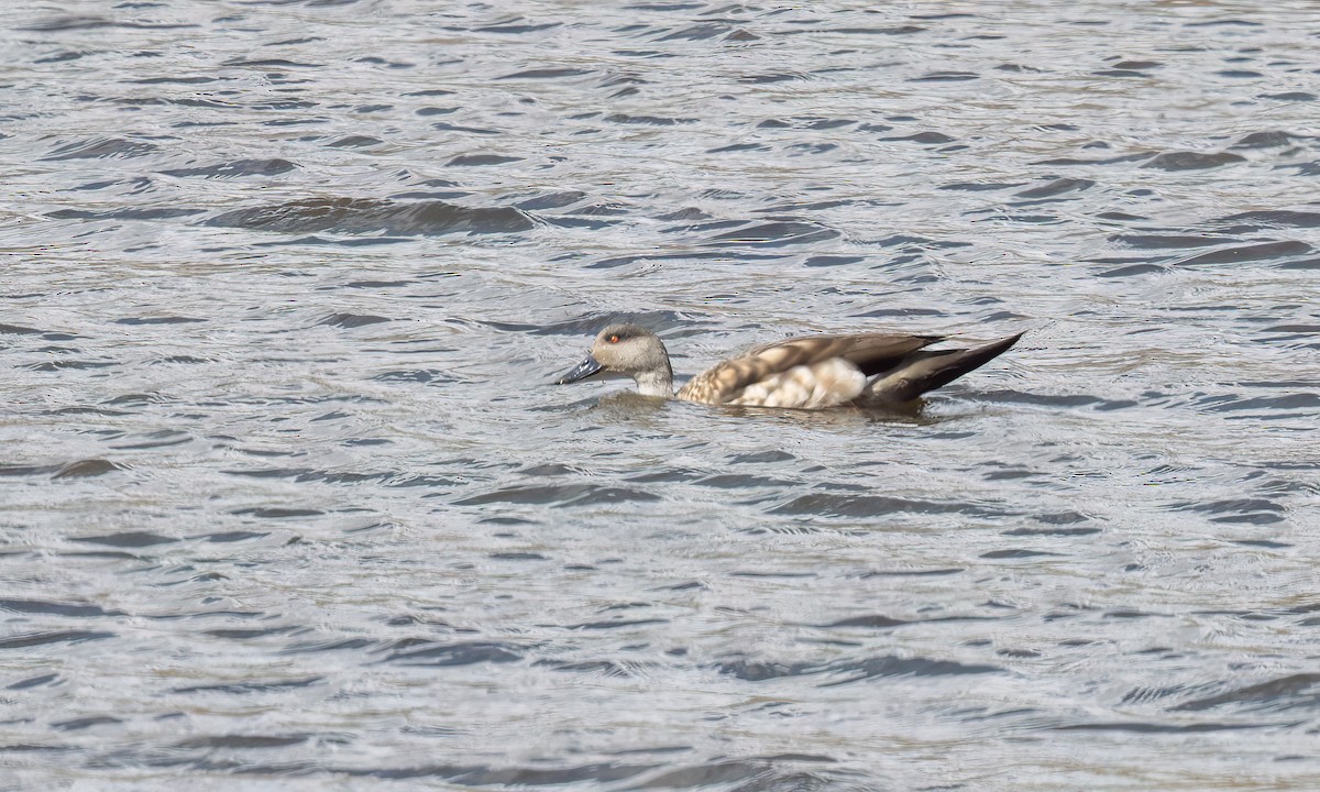 Crested Duck - ML644496796