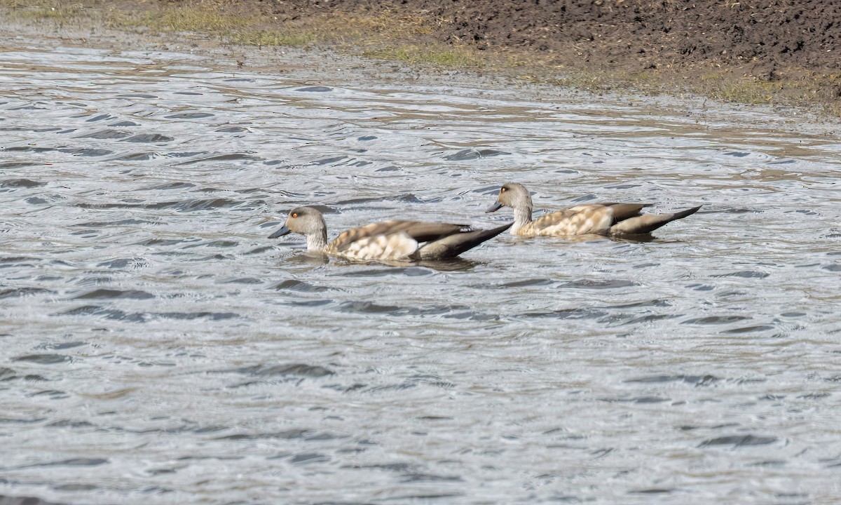 Crested Duck - ML644496797