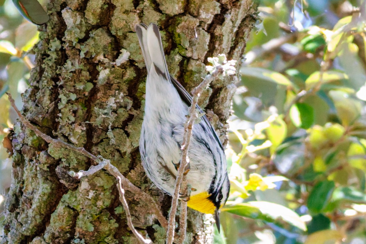 Paruline à gorge jaune - ML644496798