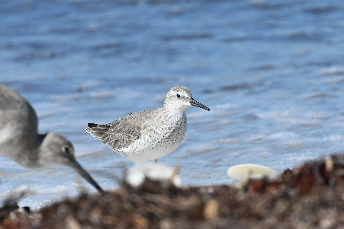 Шармаг элсэг - ML644496800