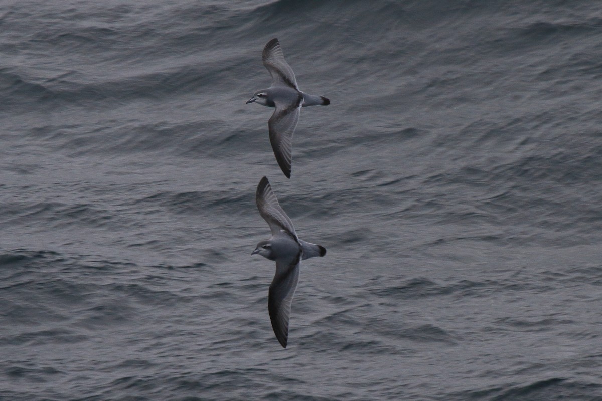 Prioi antartikoa - ML644496801