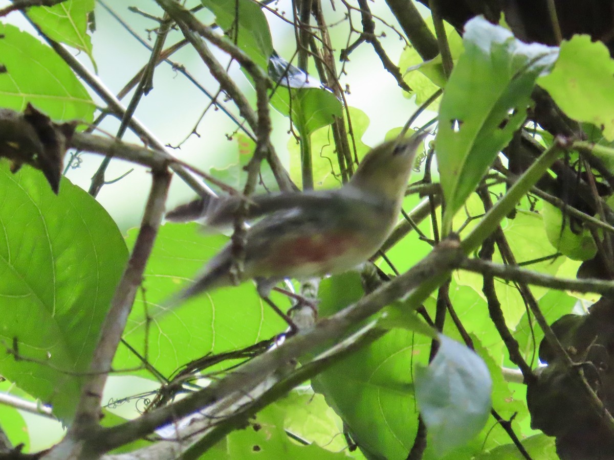 Kestane Gerdanlı Ötleğen - ML644496803