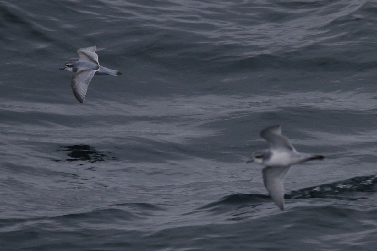 Prioi antartikoa - ML644496804