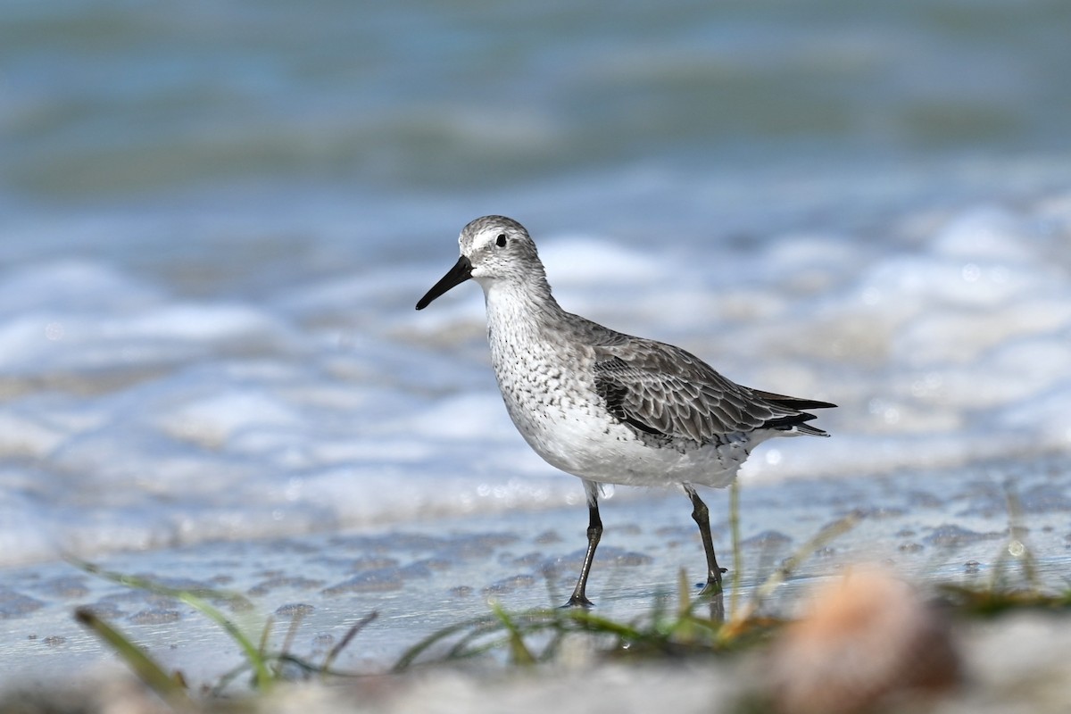 Шармаг элсэг - ML644496808