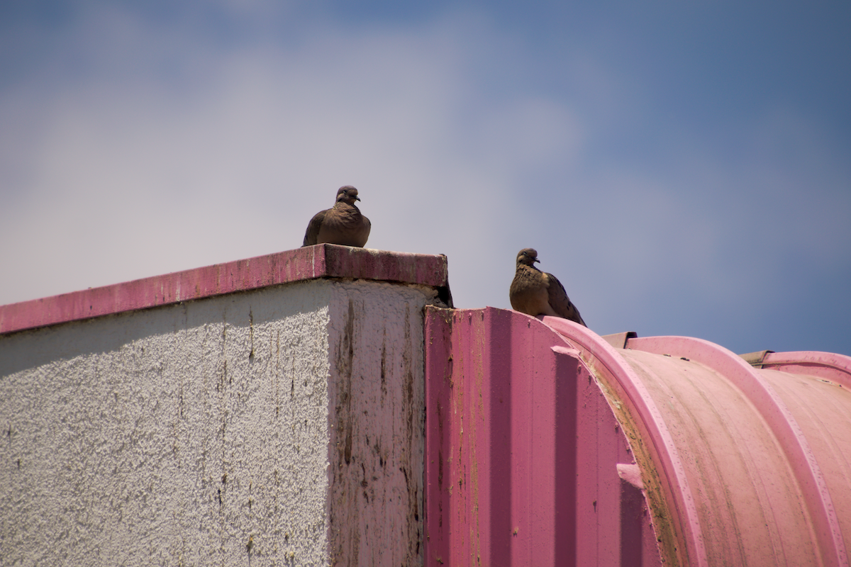 Eared Dove - ML644496809