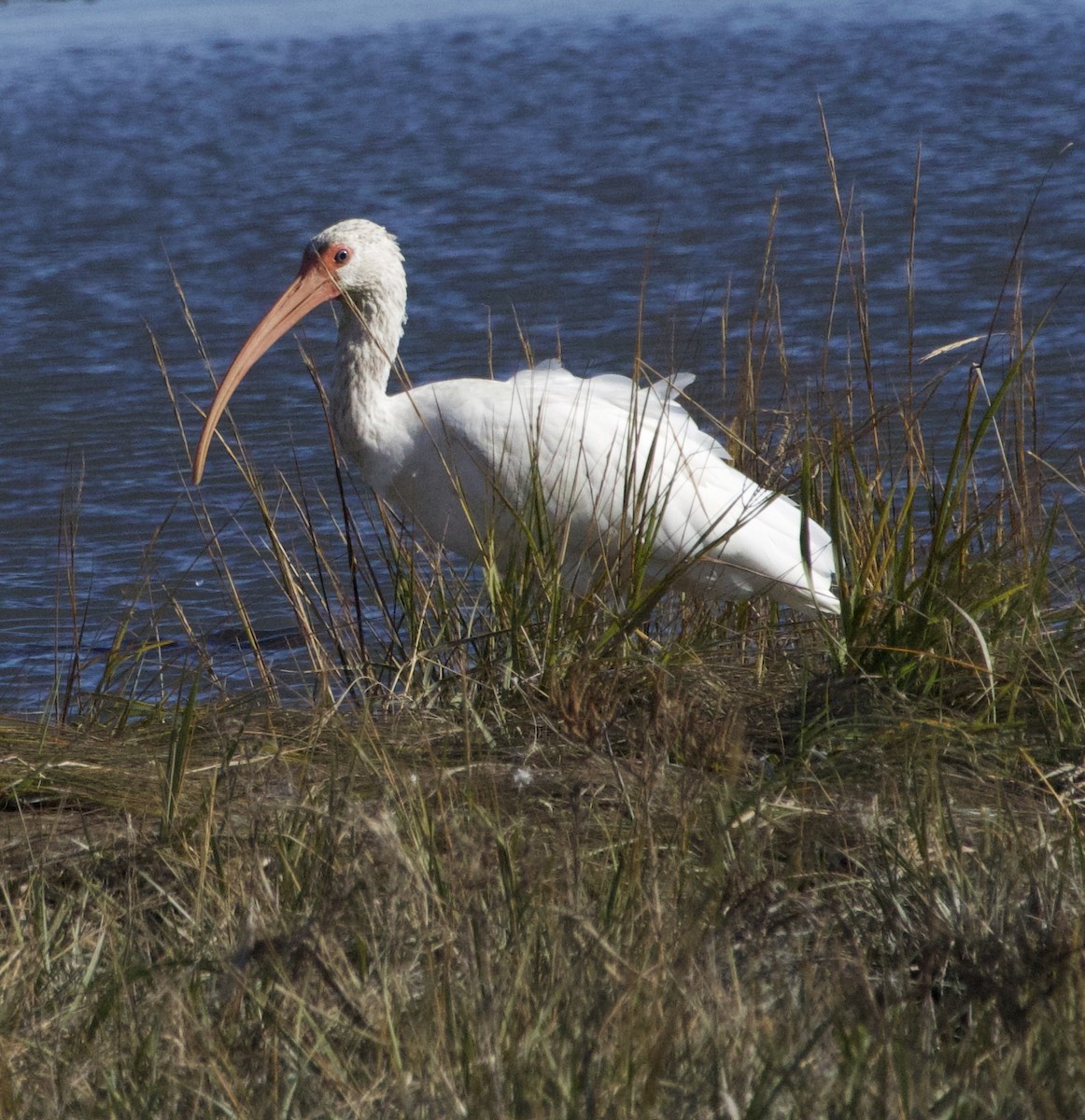 White Ibis - ML644496812