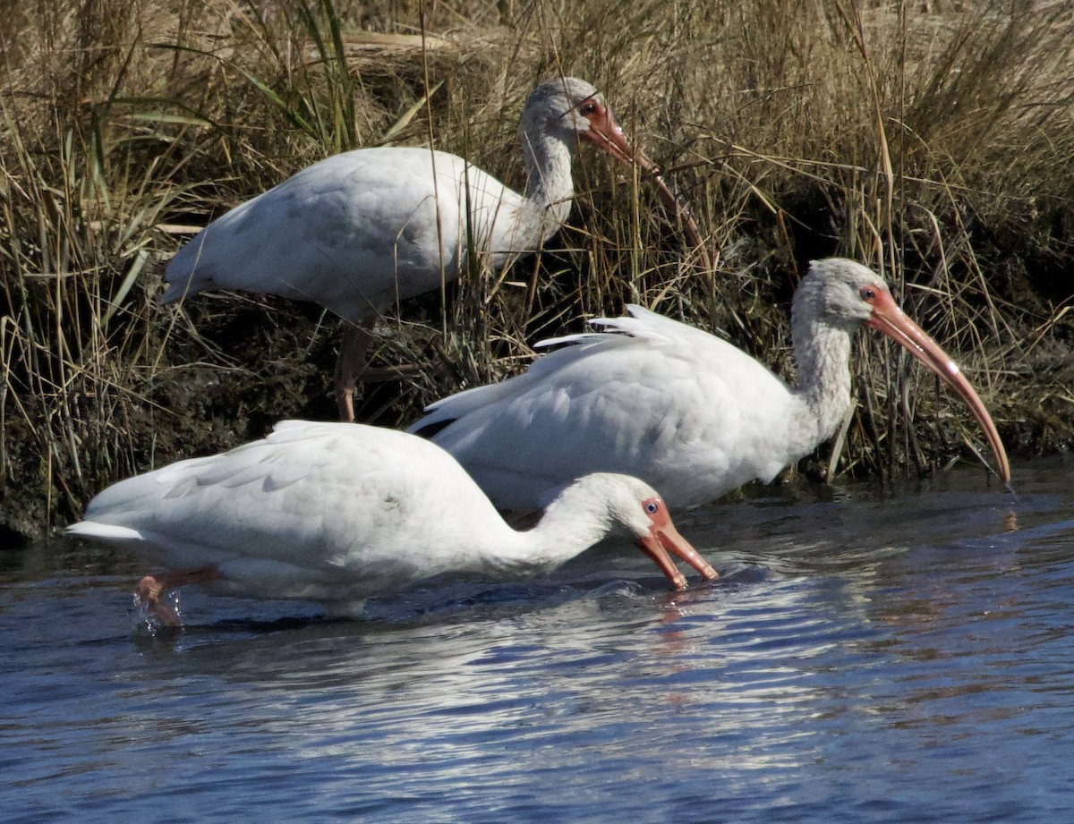White Ibis - ML644496813