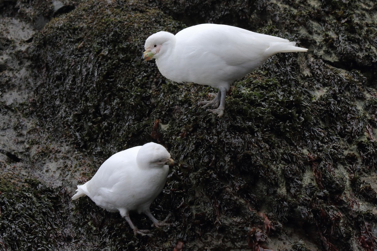 Snowy Sheathbill - ML644496814