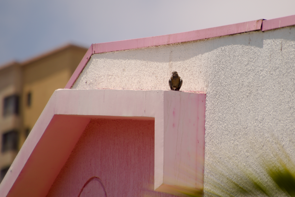 Eared Dove - ML644496815