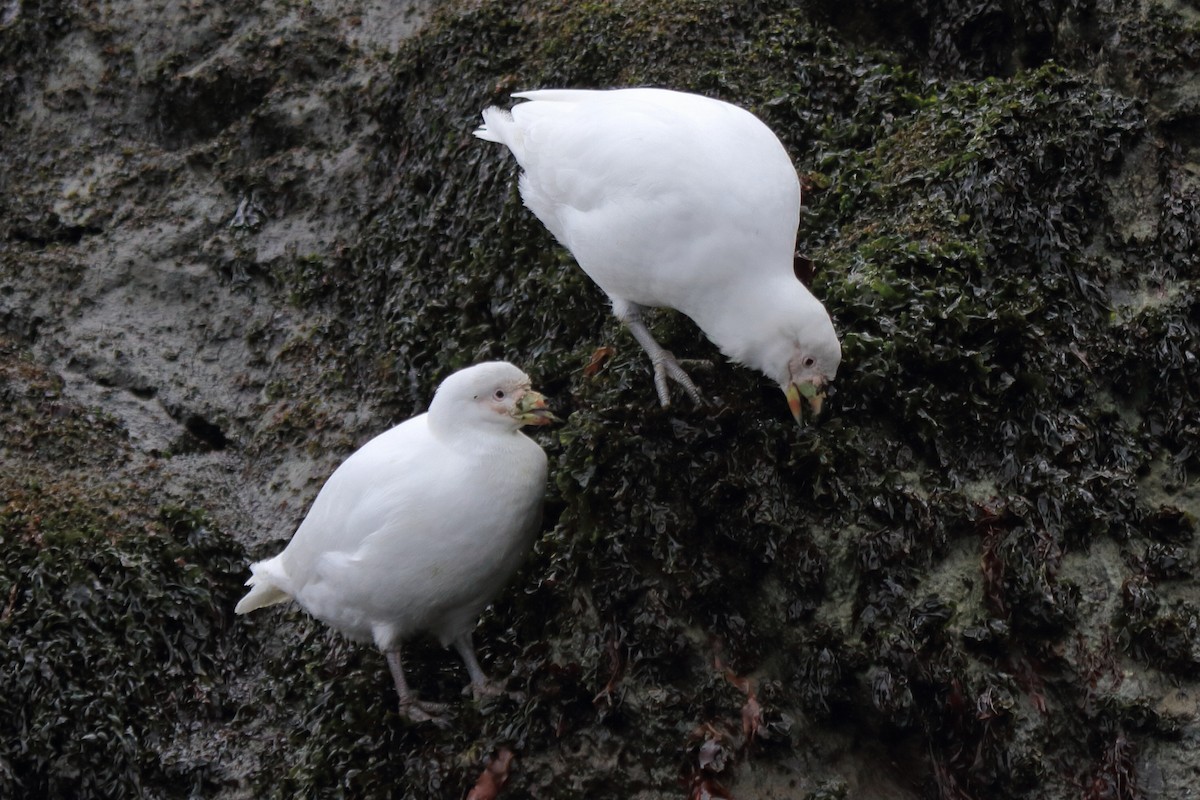 Snowy Sheathbill - ML644496817