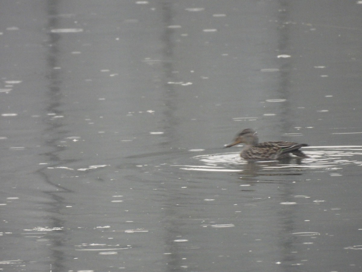 Green-winged Teal (Eurasian) - ML644496820