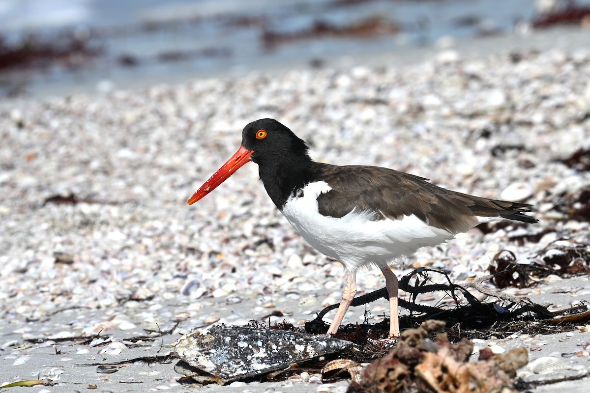 American Oystercatcher - ML644496824