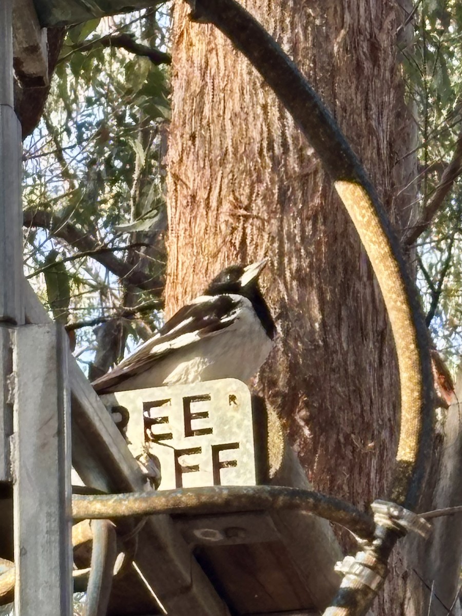 Pied Butcherbird - ML644496825
