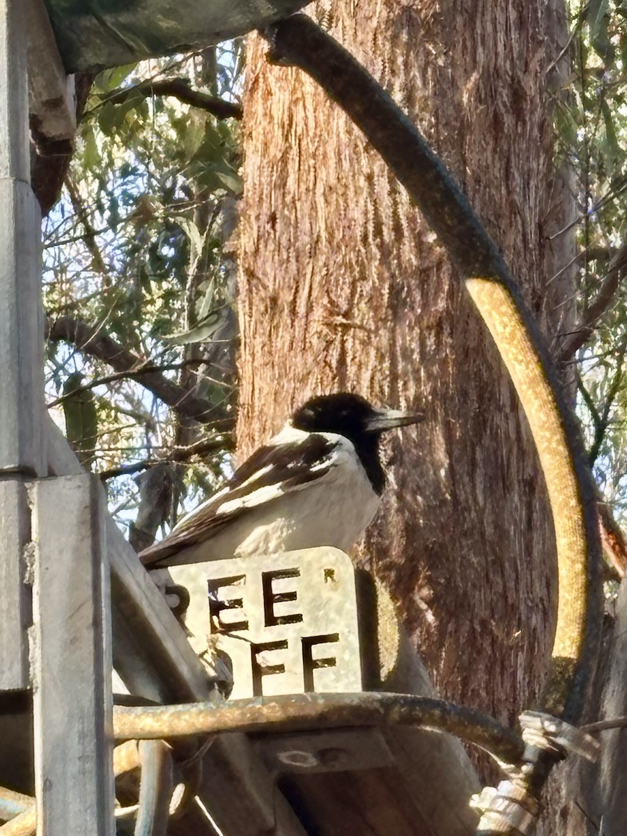 Pied Butcherbird - ML644496826
