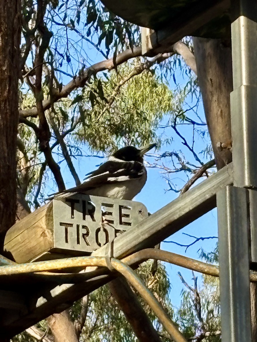 Pied Butcherbird - ML644496827