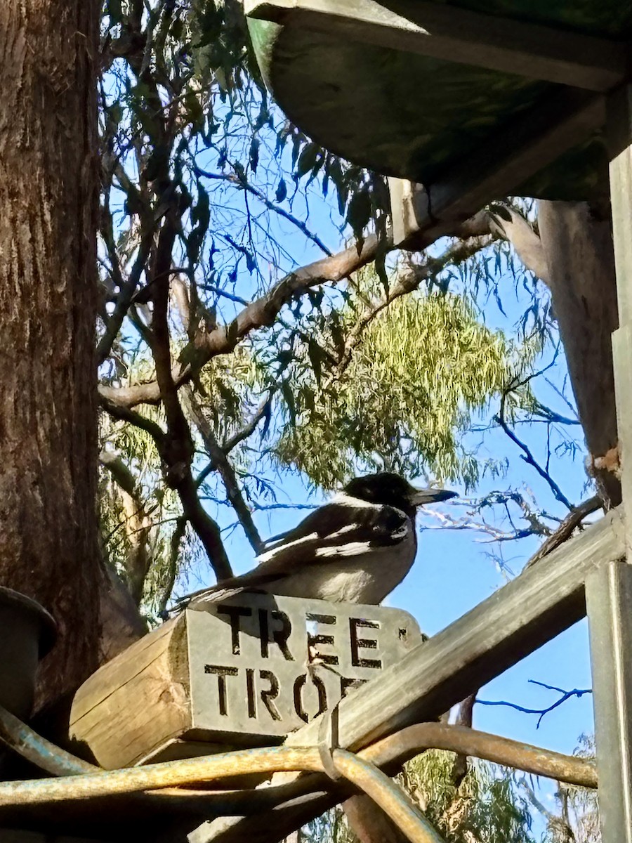 Pied Butcherbird - ML644496828