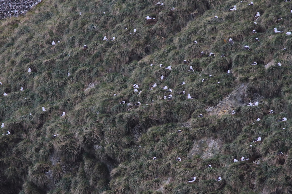 Black-browed Albatross - ML644496833