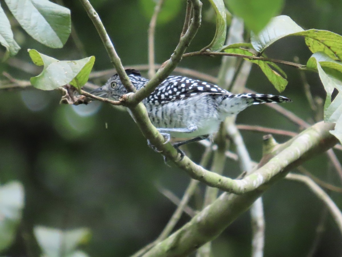 Barred Antshrike - ML644496835