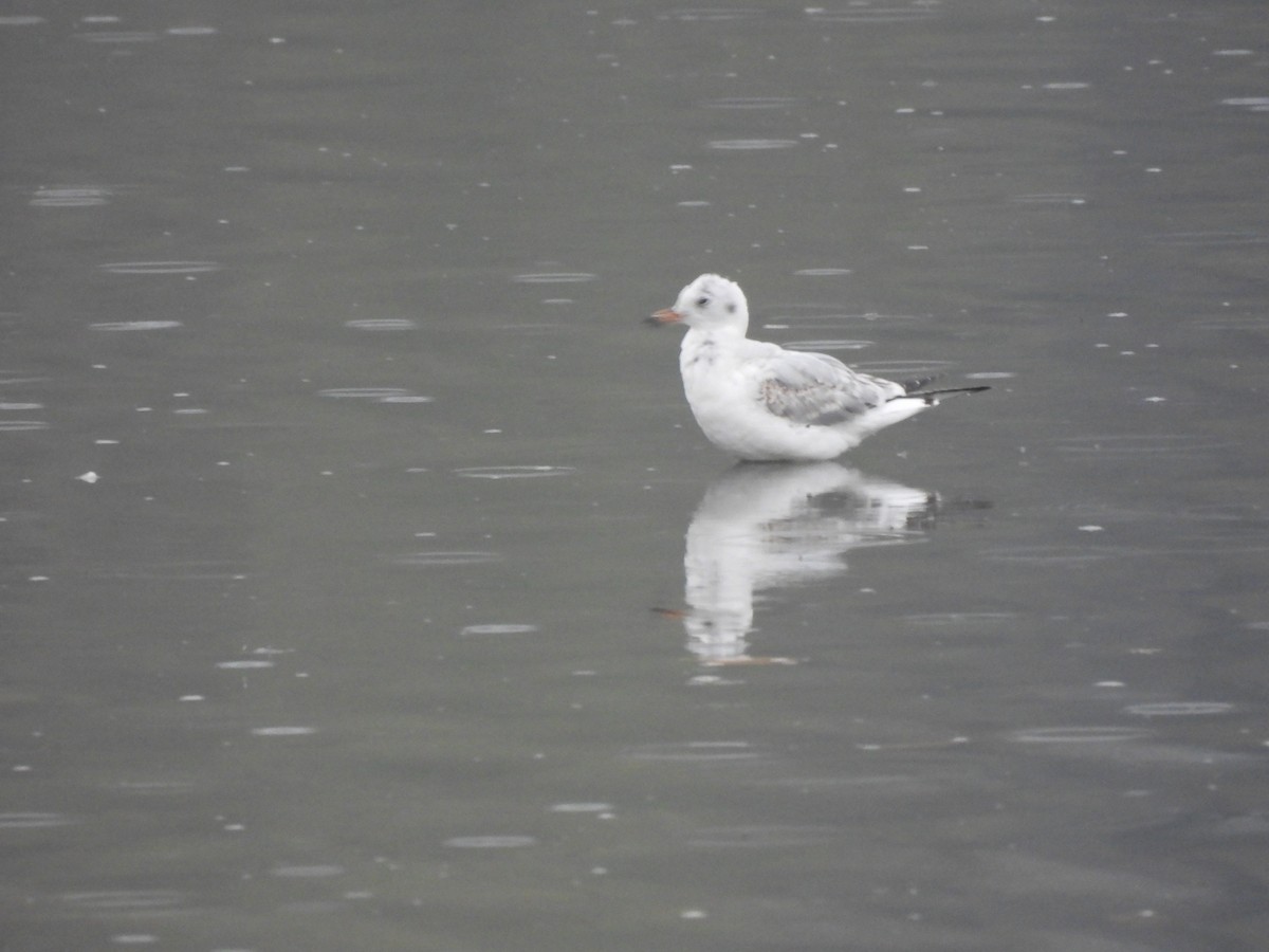 Black-headed Gull - ML644496836