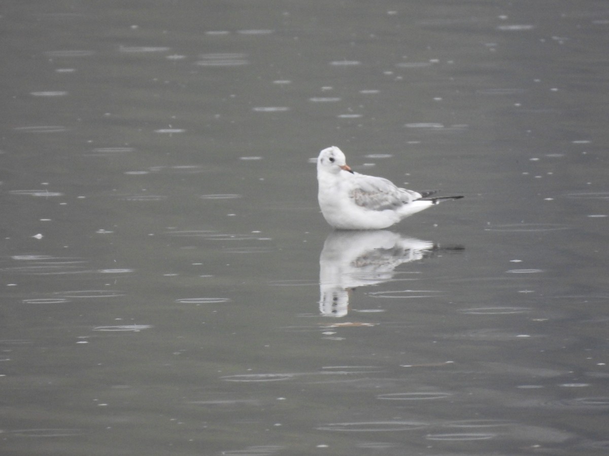 Black-headed Gull - ML644496837