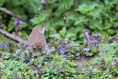 Common Nightingale - ML644496838