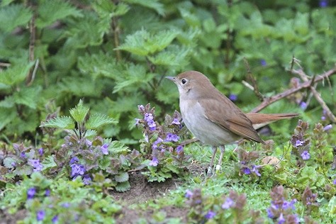 Common Nightingale - ML644496840