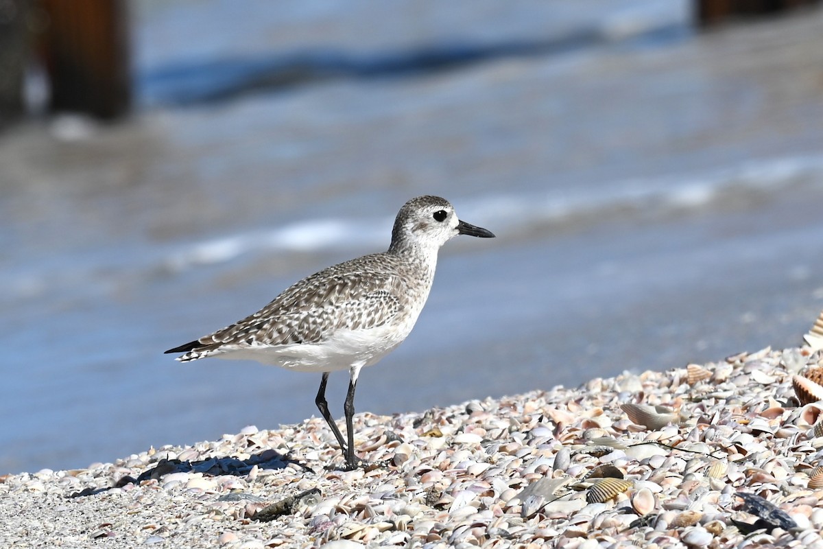 Black-bellied Plover - ML644496843