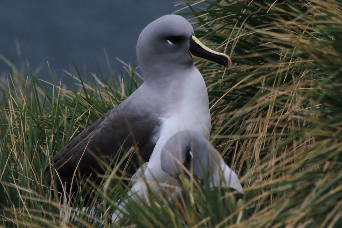 Gray-headed Albatross - ML644496844